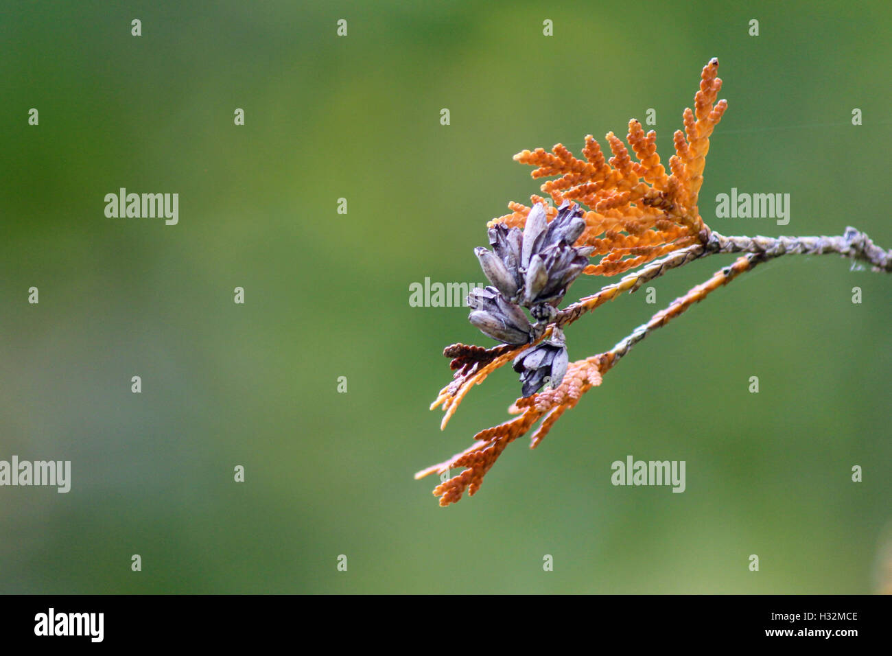 Trockenen Herbstlaub Nadel-in grünen Hintergrund Stockfoto