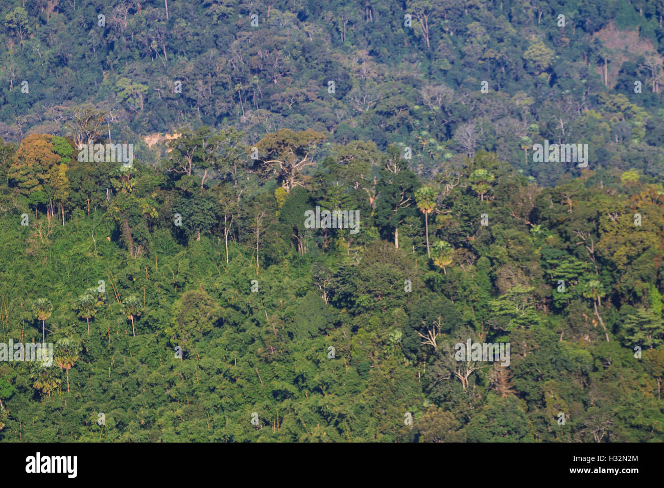 Baum im Regenwald, abstrakte Natur Hintergrund Stockfoto