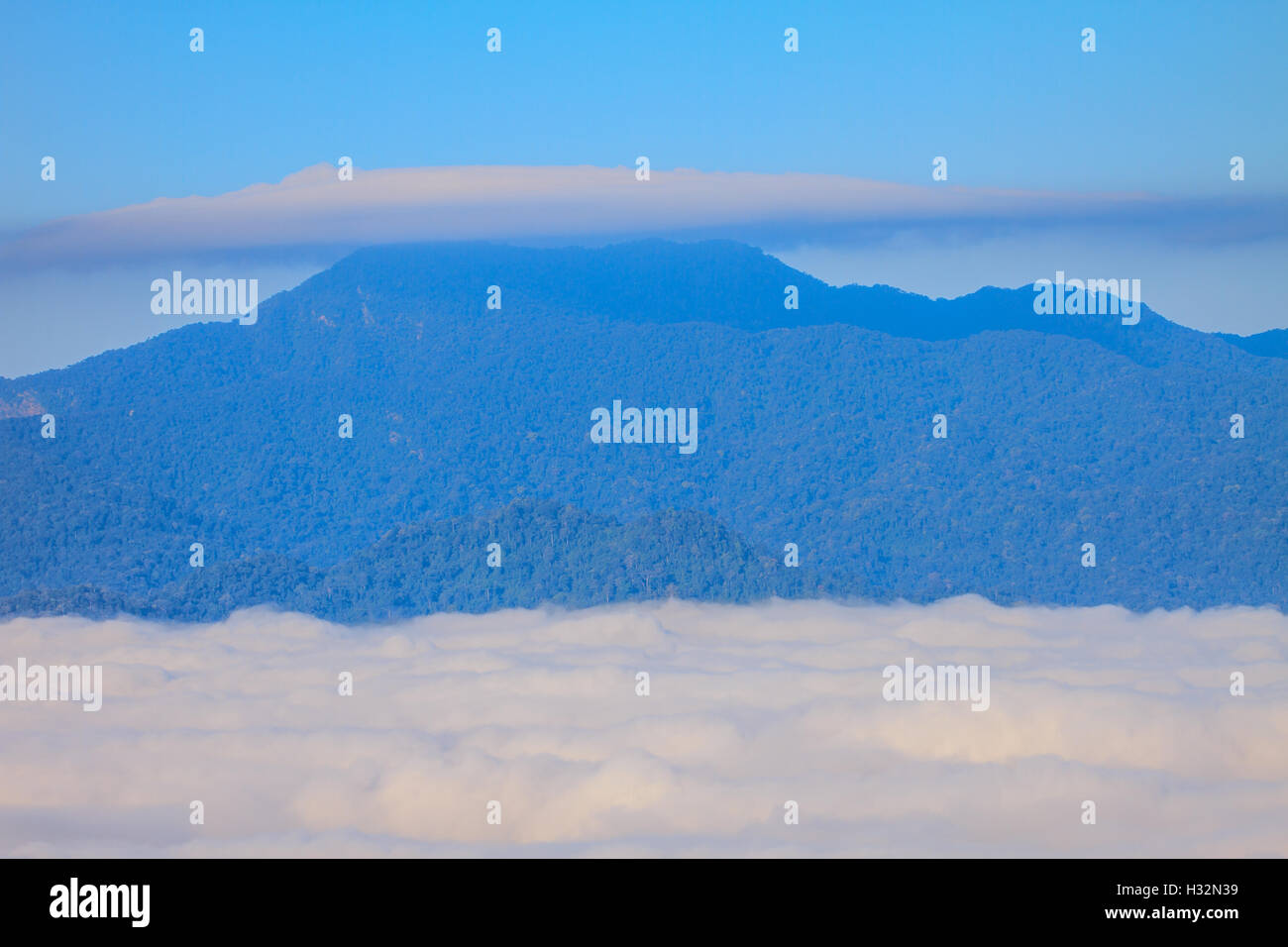 Nebel und Cloud Mountain Tallandschaft, Pflanze Nebel und Berg-Hintergrund Stockfoto