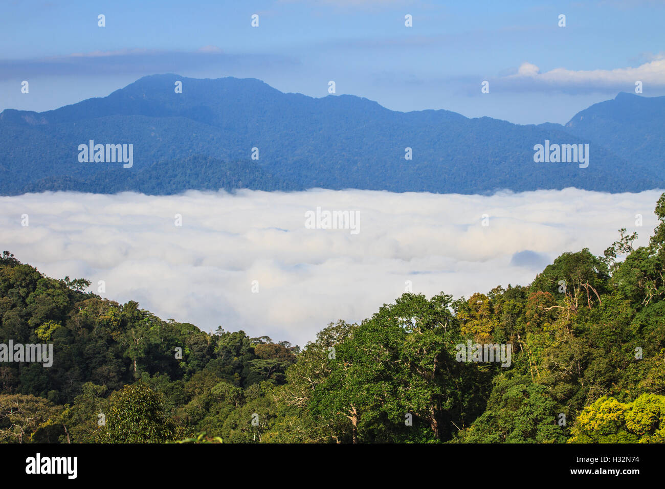 Nebel und Cloud Mountain Tallandschaft, Pflanze Nebel und Berg-Hintergrund Stockfoto
