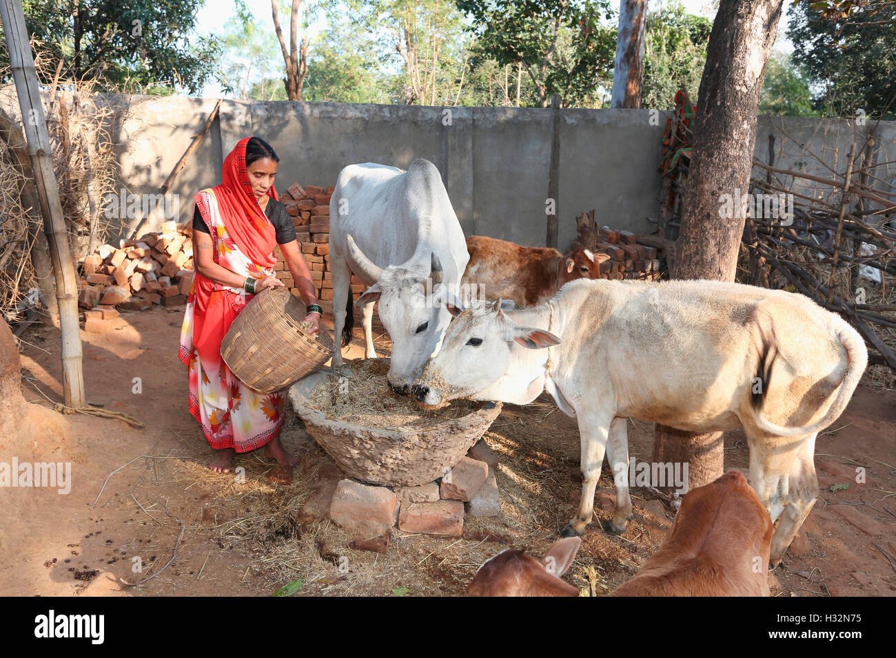 Frau feeeding Kühe, Kendaikhar BHARIA STAMM, Dorf, Korba dist, Tahsil Kathgora, Chattisgarh, Indien Stockfoto