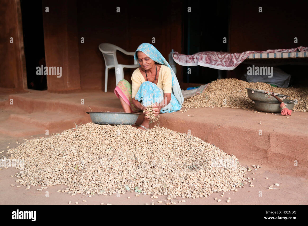 Frau trocknen Erdnüsse, CHAUDHARI Stamm, Kalamkui Dorf, Gujarat, Indien Stockfoto