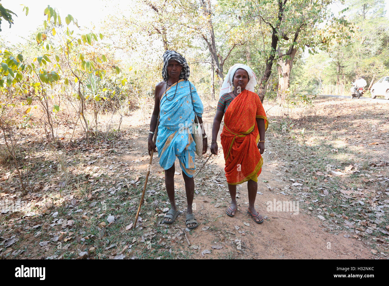 Stammes-Frauen in Dschungel, KOYA Stamm Gadchiroli, Maharashtra, Indien Stockfoto