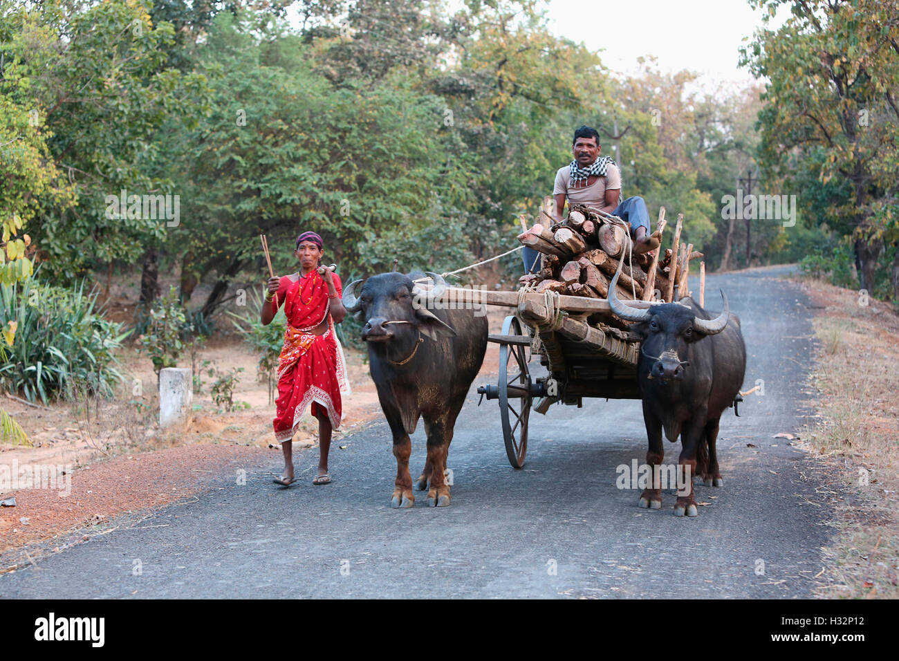 Paar mit Holz in einer Buffalocart, KOYA Stamm, Mendilekha Dorf, Taluka Dhanora, Dist Gadchirolii, Maharashtra, Indien Stockfoto