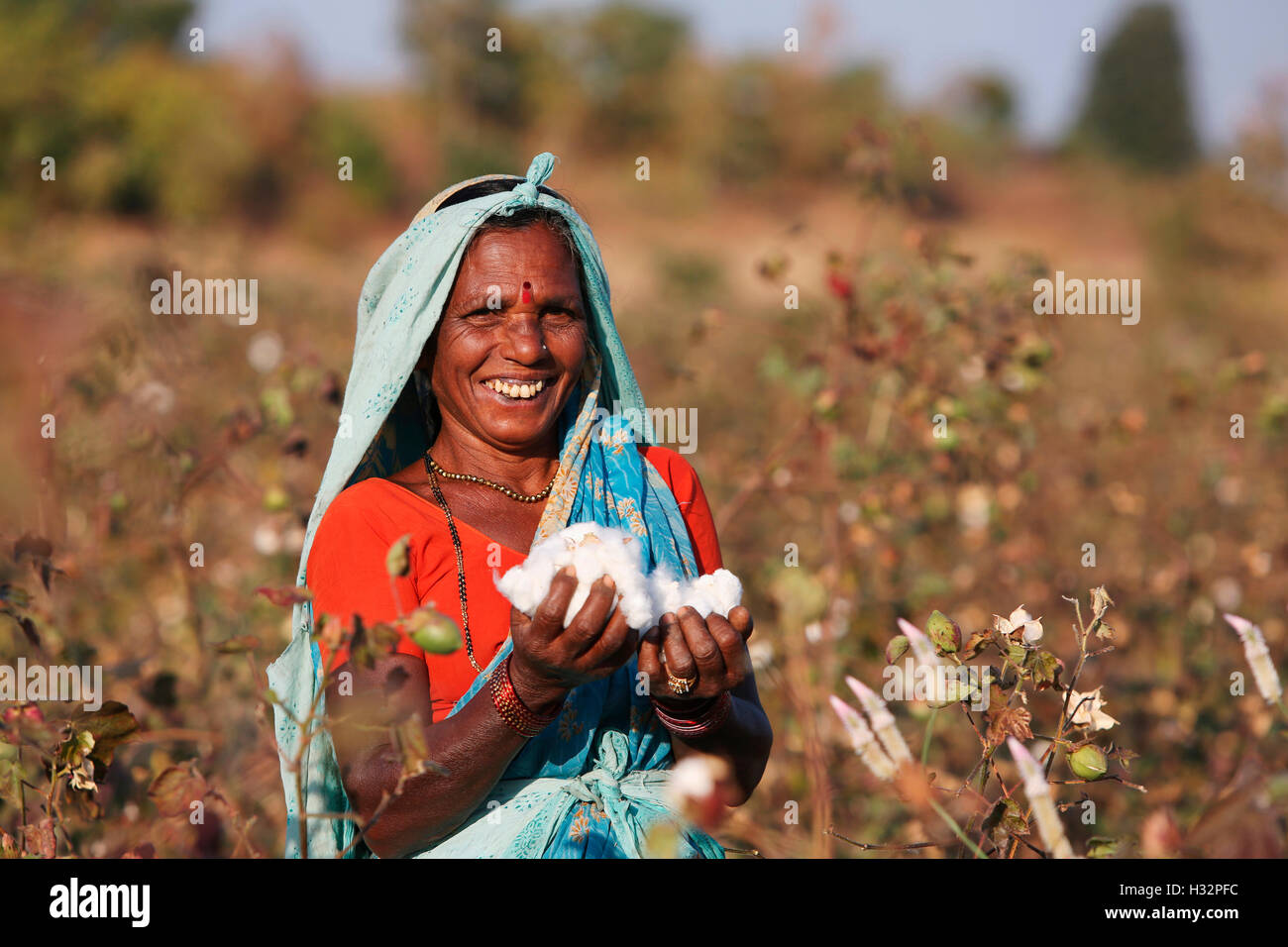 Indianerin zupfen Baumwolle, PRADHAN Stamm, Pradhanbori Dorf, Kalamb Taluka, Yavatmal Bezirk, Maharashtra, Indien Stockfoto