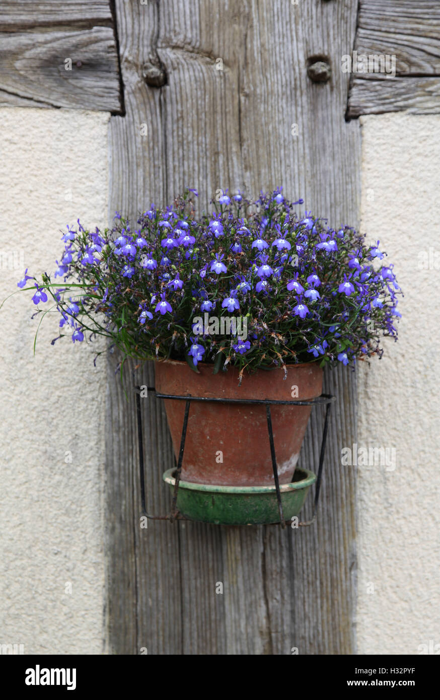 Violett oder lila Blüten in einem Topf gehängt zur tudor Wand eines Hauses in der Normandie, Frankreich Stockfoto