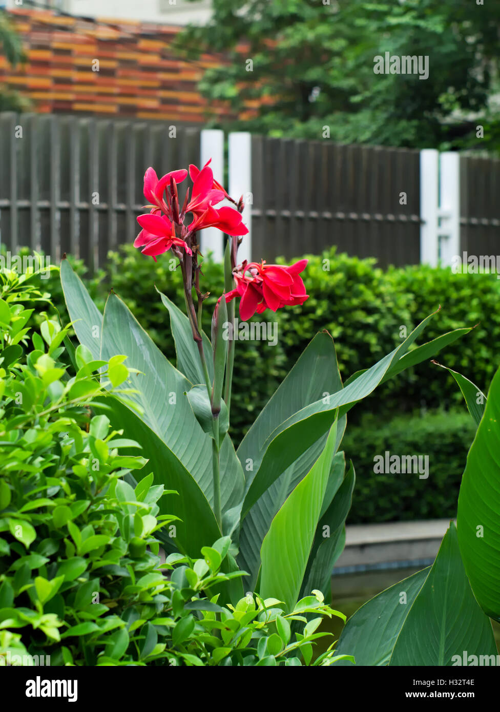 Indischen erschossen, kurze Pflanze Indien, Indien zu schießen, Butsarana, Cannas, Canna Lily oder Canna indica Stockfoto