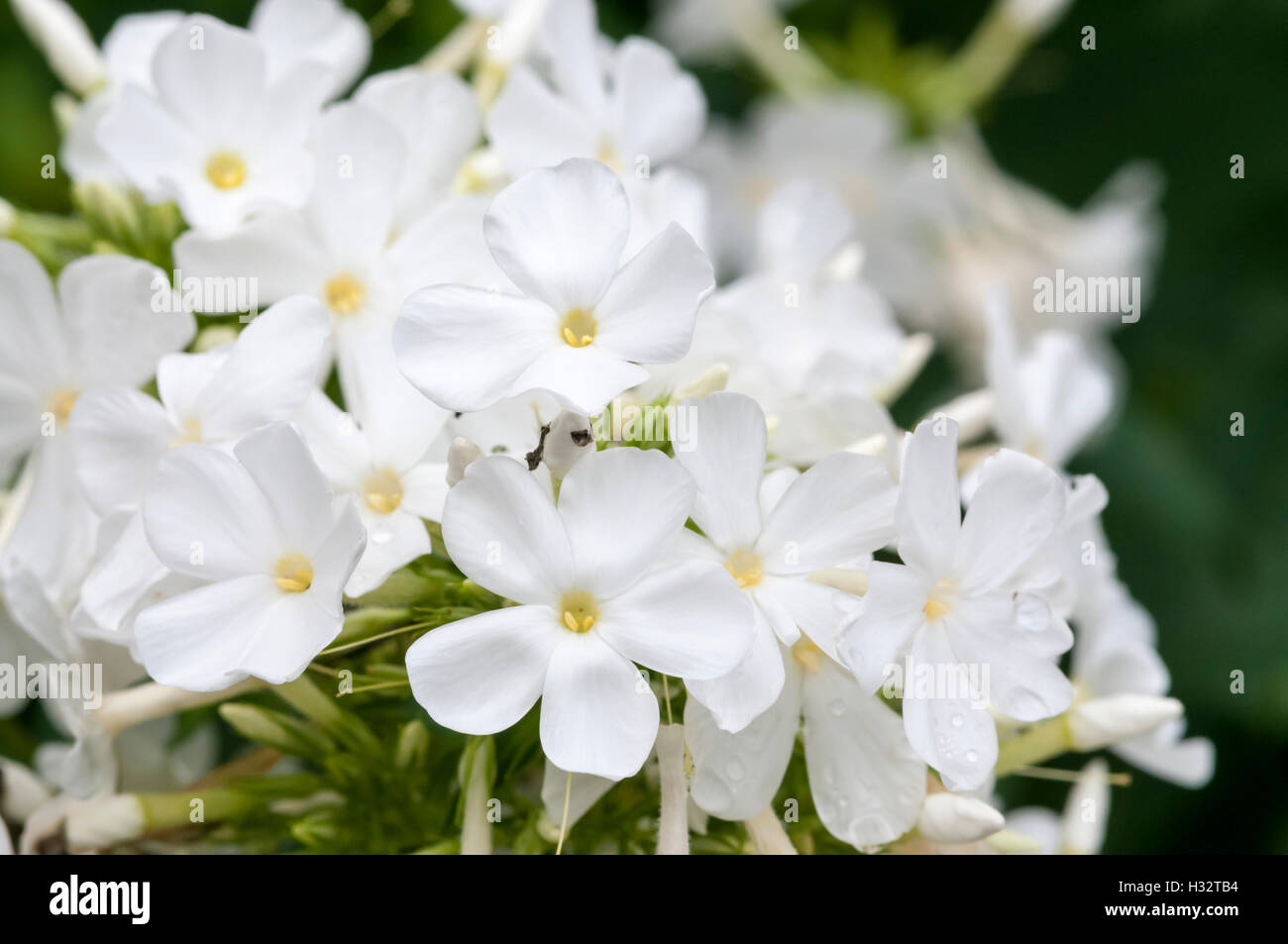 Phlox Paniculata, Fujiyama Stockfoto