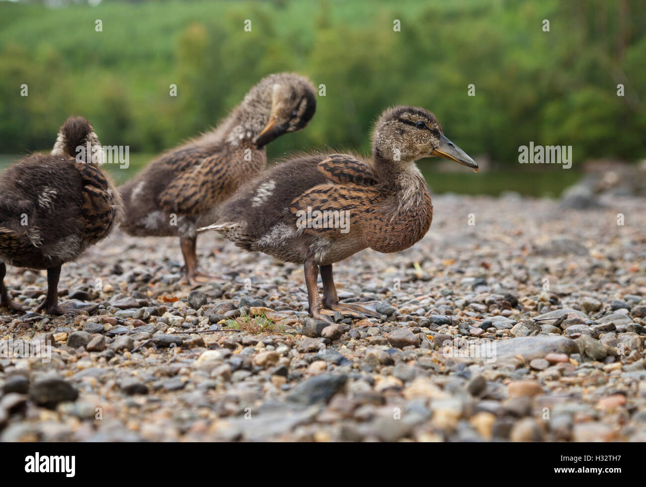 Drei junge Stockenten am Ufer von einem schottischen Loch stehen. Stockfoto