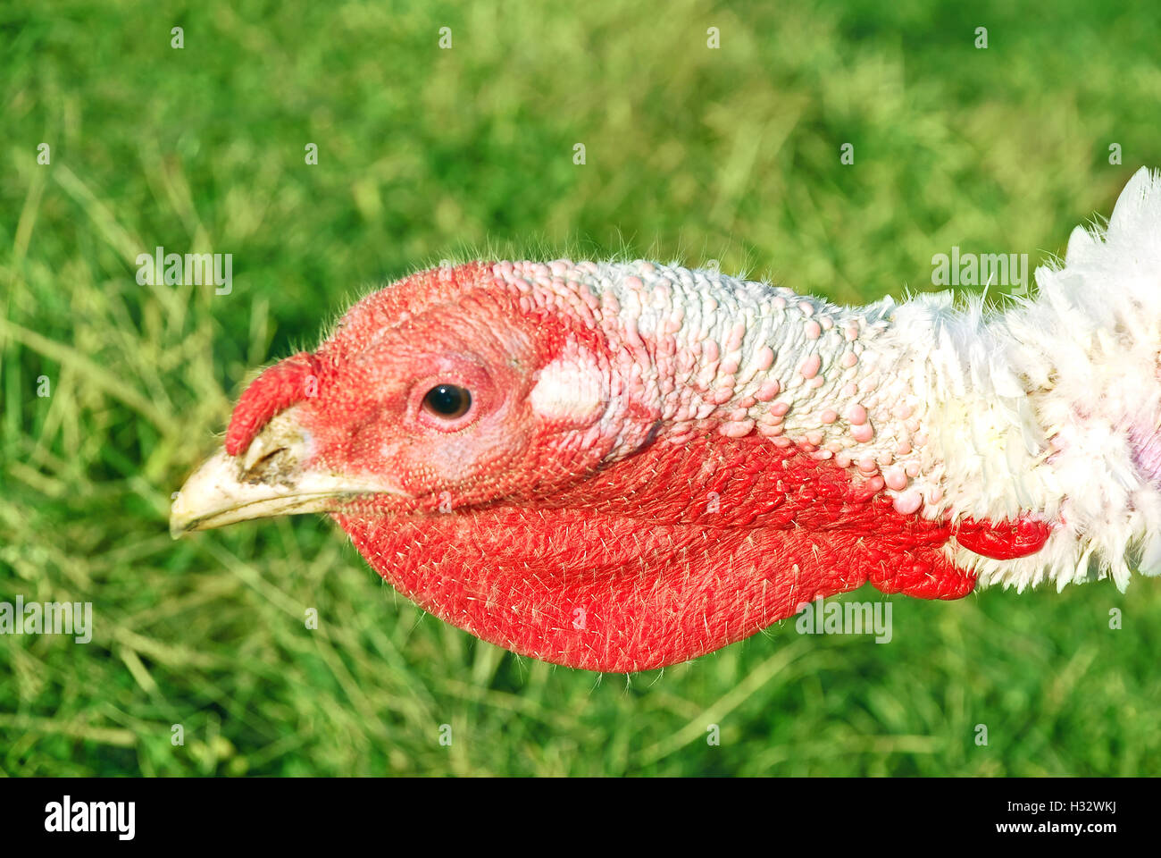 Türkei-Vogelkopf Stockfoto