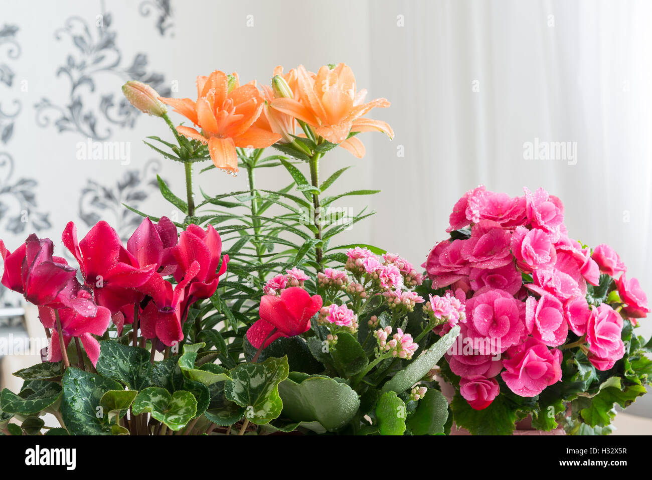 Sind mehrere Topfblumen auf Tisch im Zimmer Stockfoto