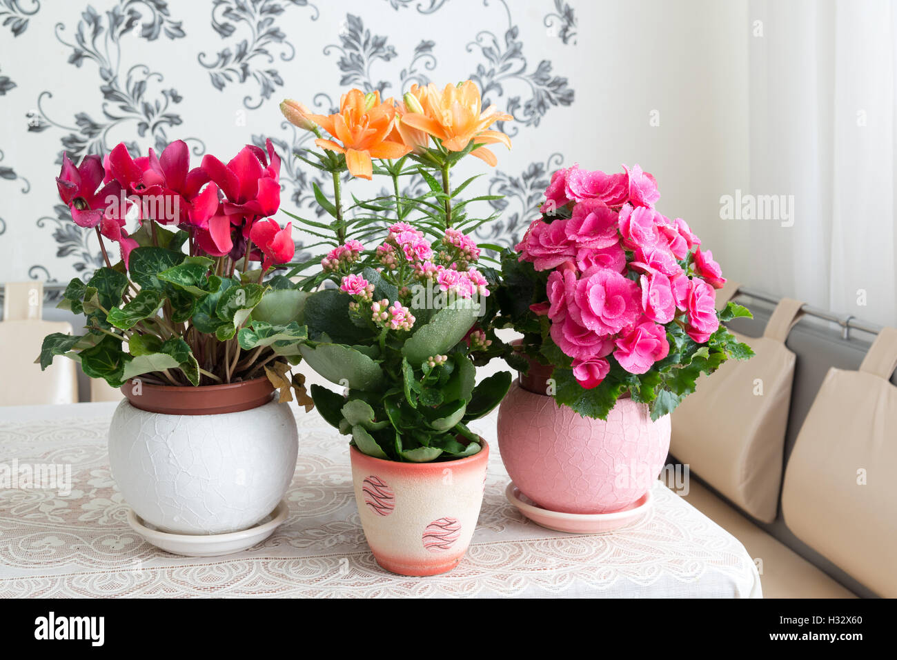 Sind mehrere Topfblumen auf Tisch im Zimmer Stockfoto