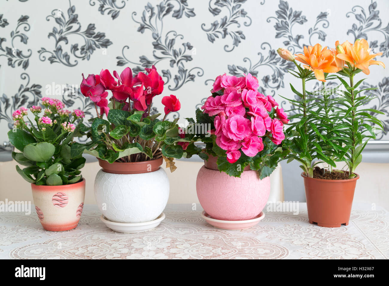 Sind mehrere Topfblumen auf Tisch im Zimmer Stockfoto