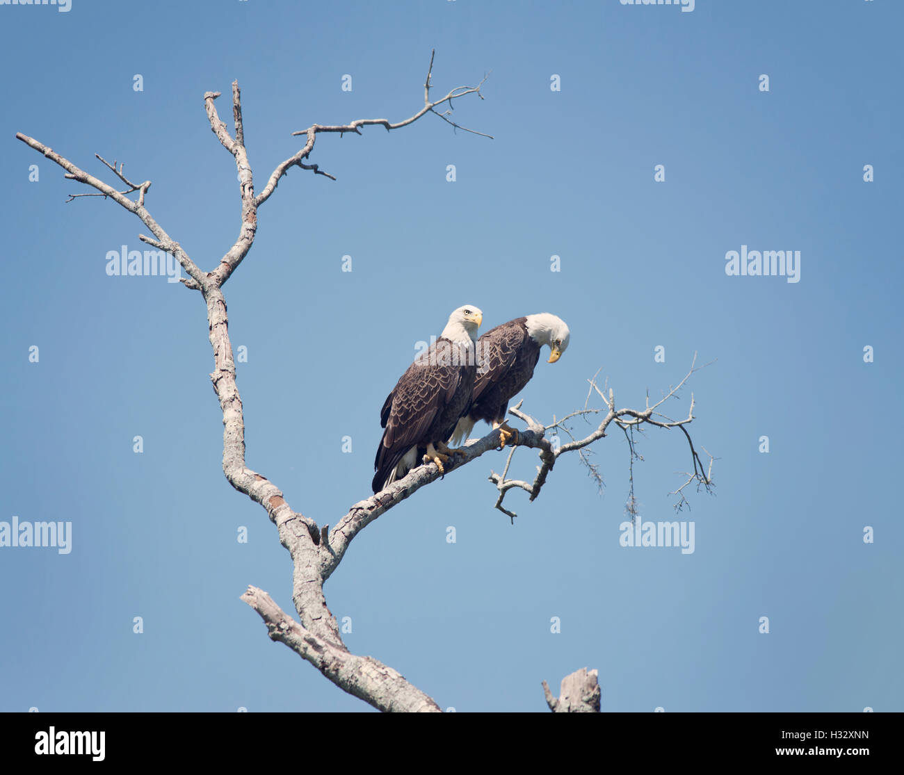 Zwei amerikanische Weißkopfseeadler hocken auf einem Baum Stockfoto