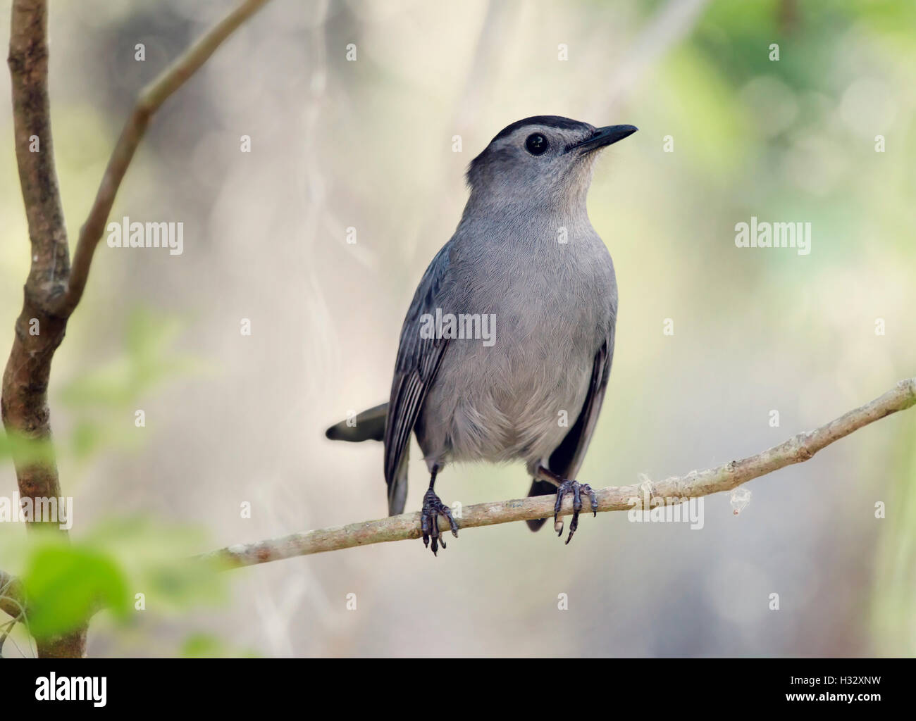 Graue Catbird hocken auf einem Ast Stockfoto