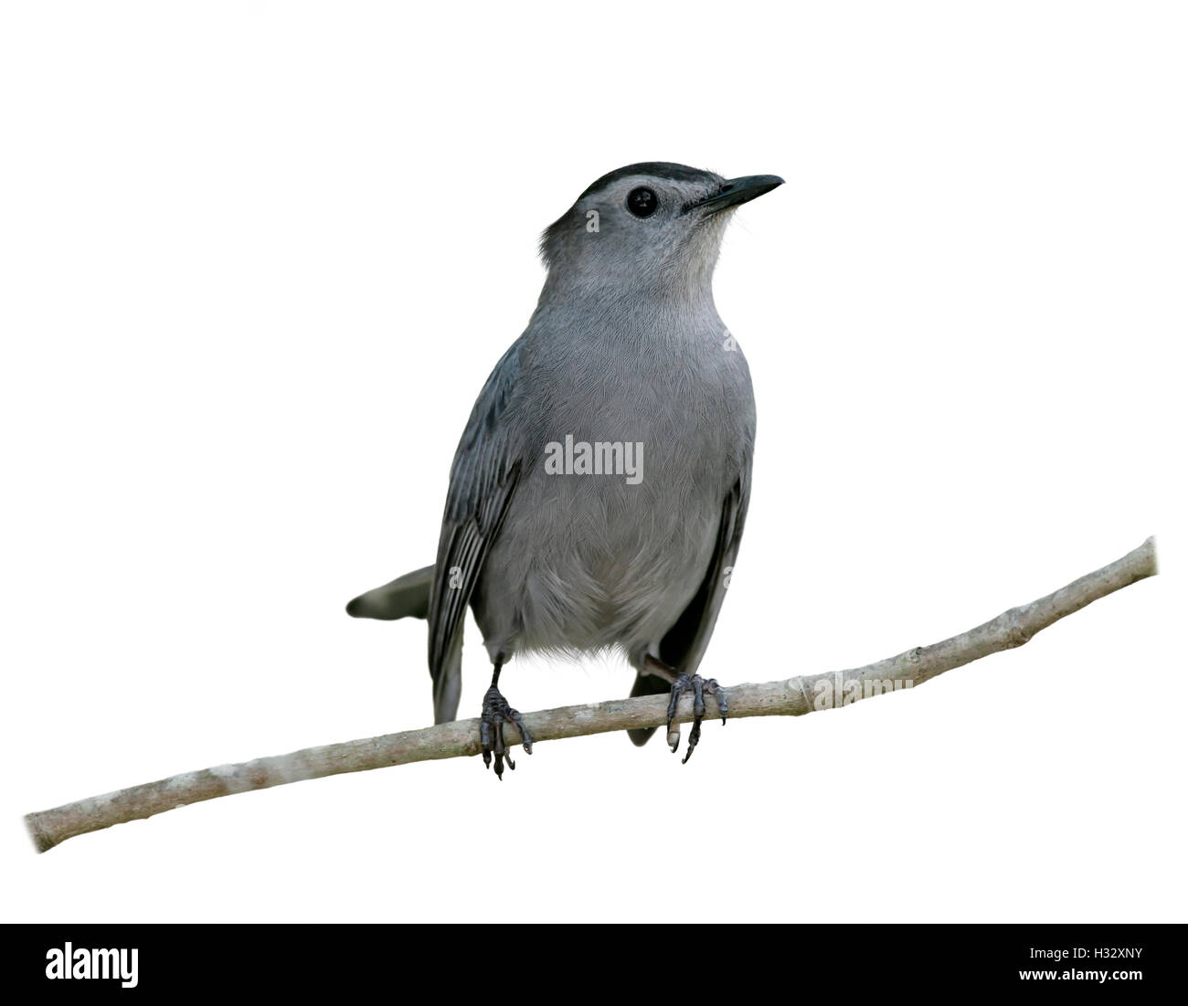 Graue Catbird hocken auf einem Ast isoliert auf weißem Hintergrund Stockfoto