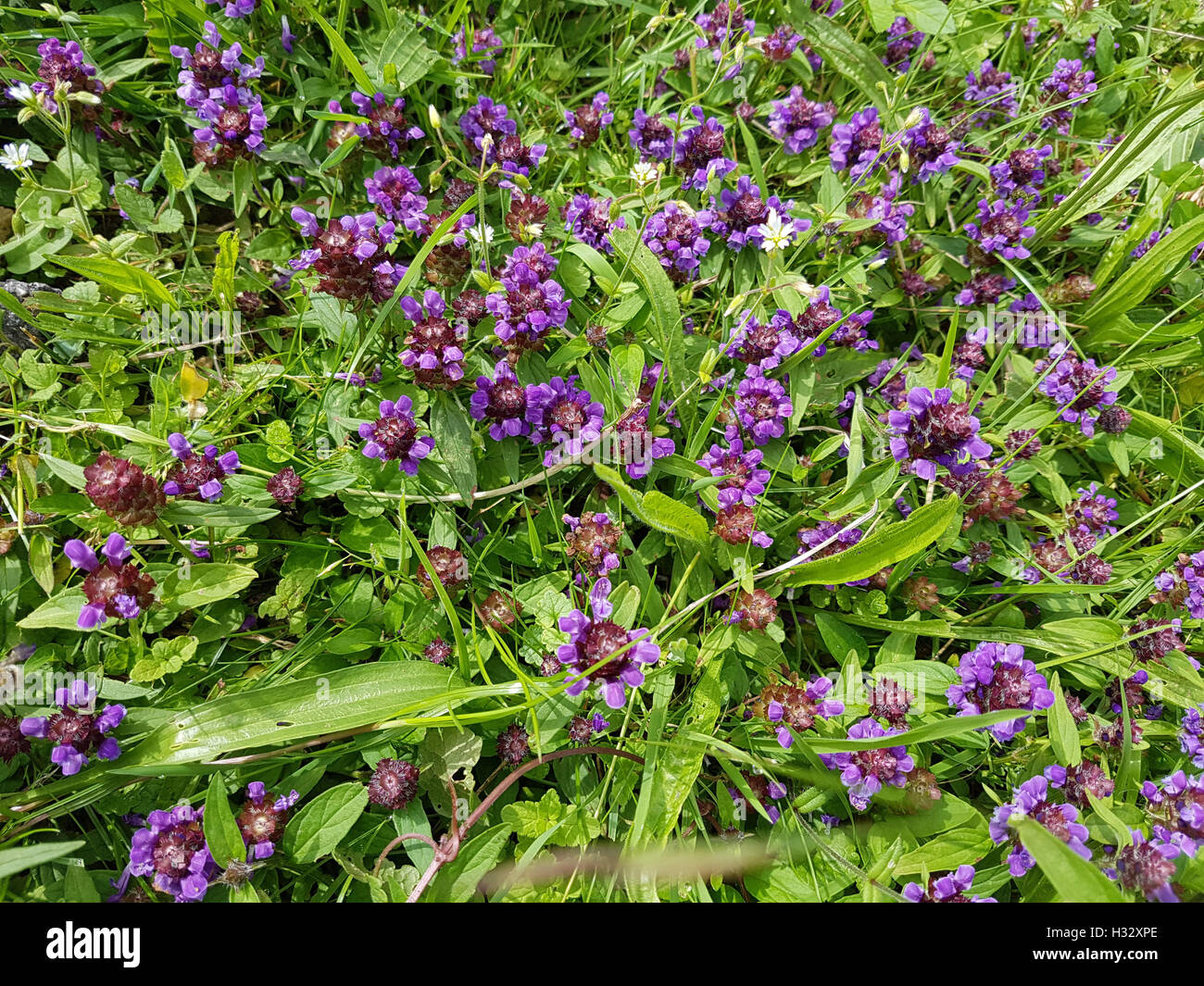 Brunelle, Prunella vulgaris Stockfoto