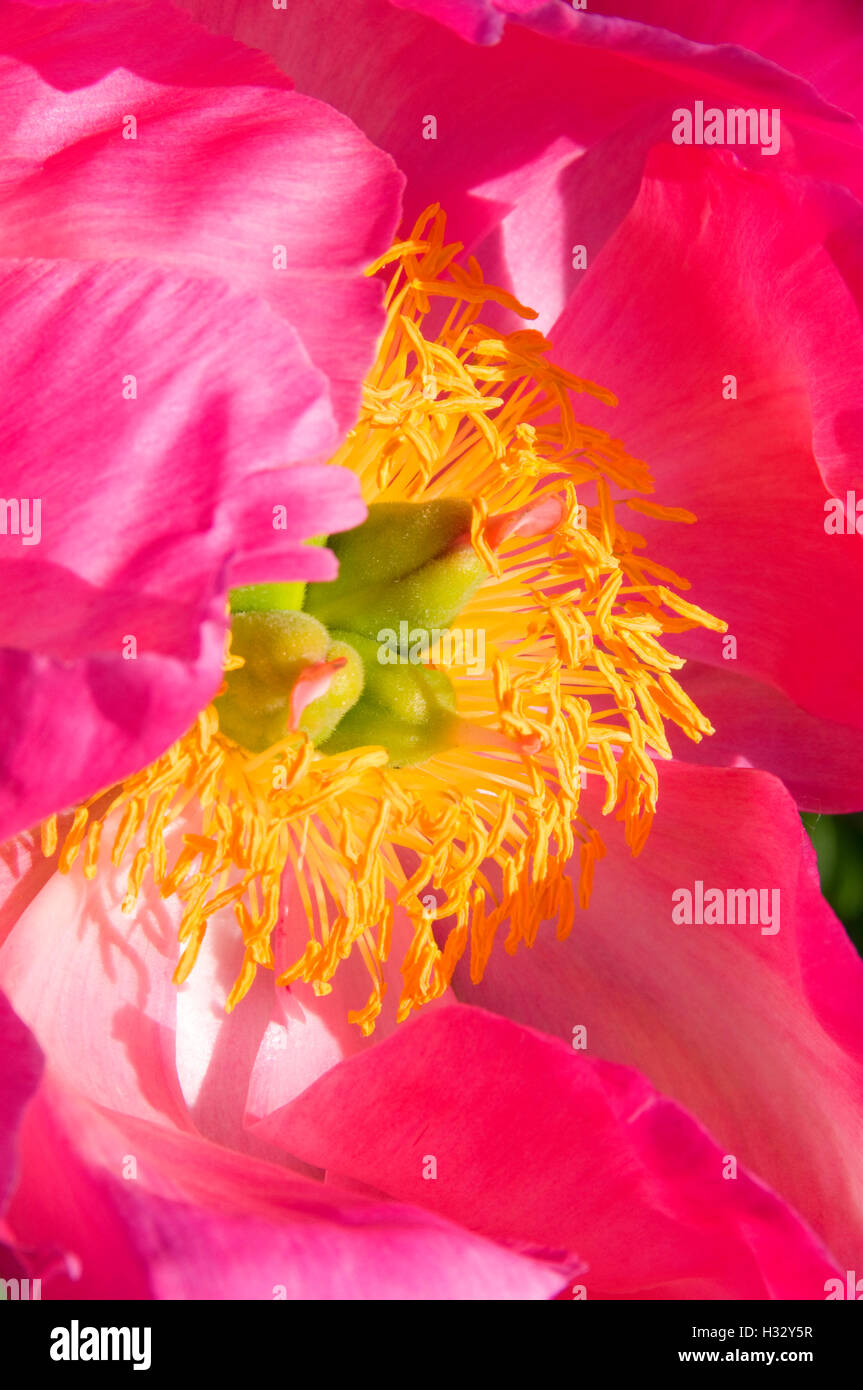 Scarlet O'hara Pfingstrose, Adelman Pfingstrose Garten, Brooks, Oregon Stockfoto