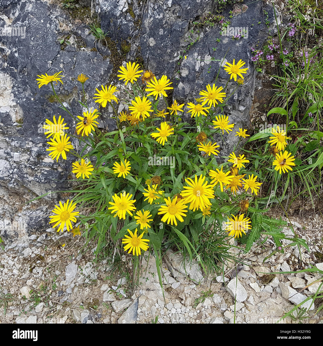 Ochsenauge, Buphthalmum, Salicifolium, Weidenblaettriges, Rindsauge Stockfoto