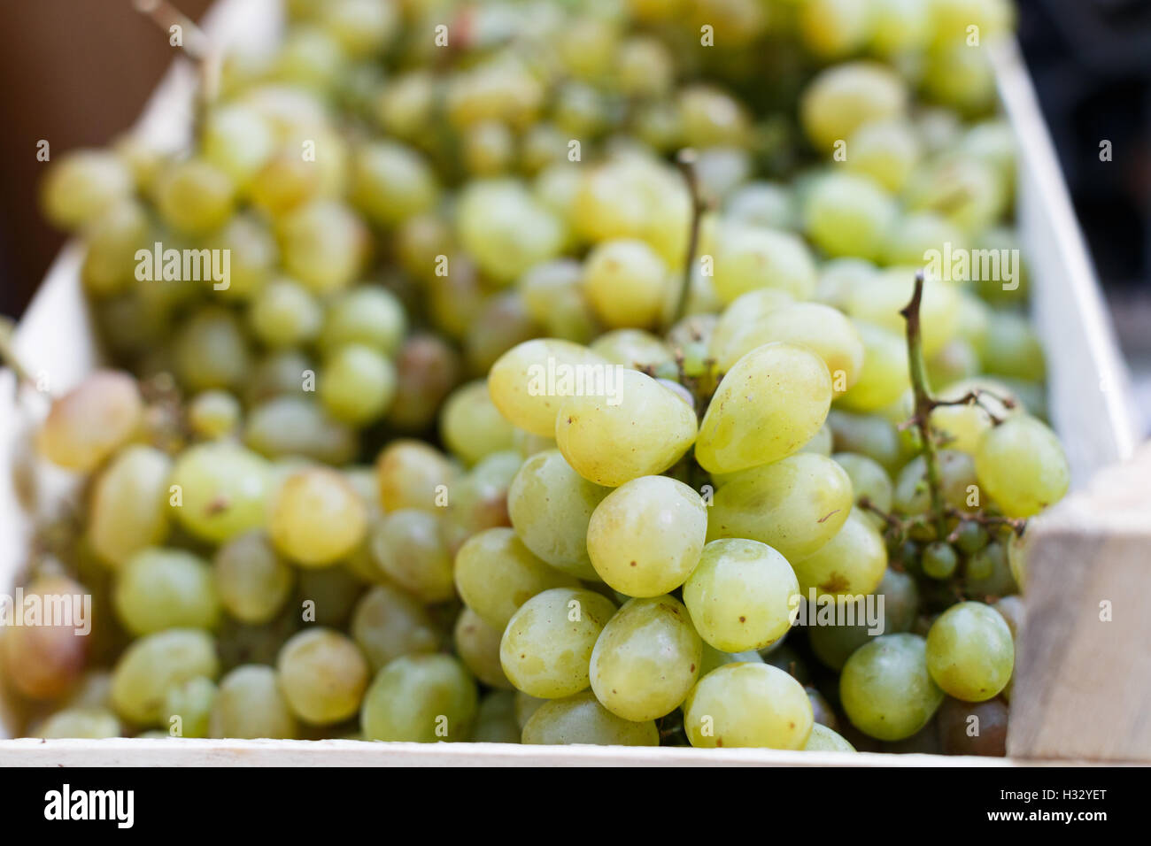 Traube. Weintrauben-Hintergrund. Weiße Trauben auf dem Markt. Stockfoto