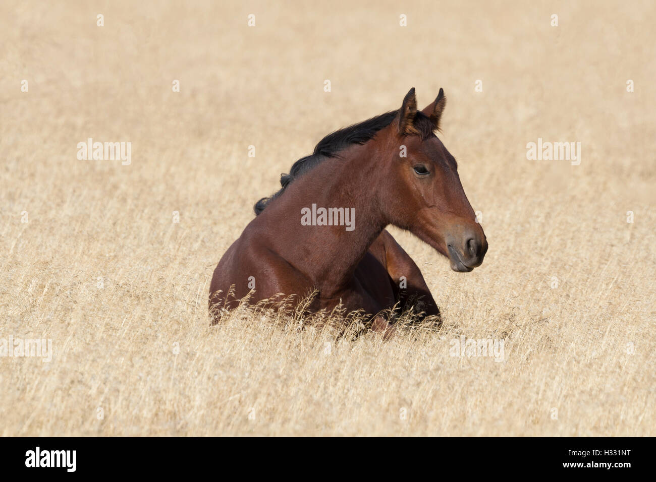 Wilder Mustang im trockenen Gräsern der Utahs Onaqui Herde Verwaltungsbereich ruht.  Roten Kastanien Mantel von schwarzen Mähne akzentuiert. Stockfoto