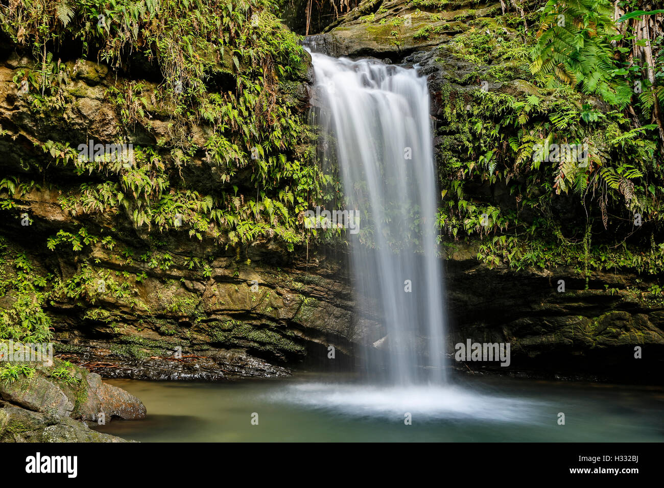 Juan Diego Wasserfall, Caribbean National Forest (El Yunque Regenwald), Puerto Rico Stockfoto