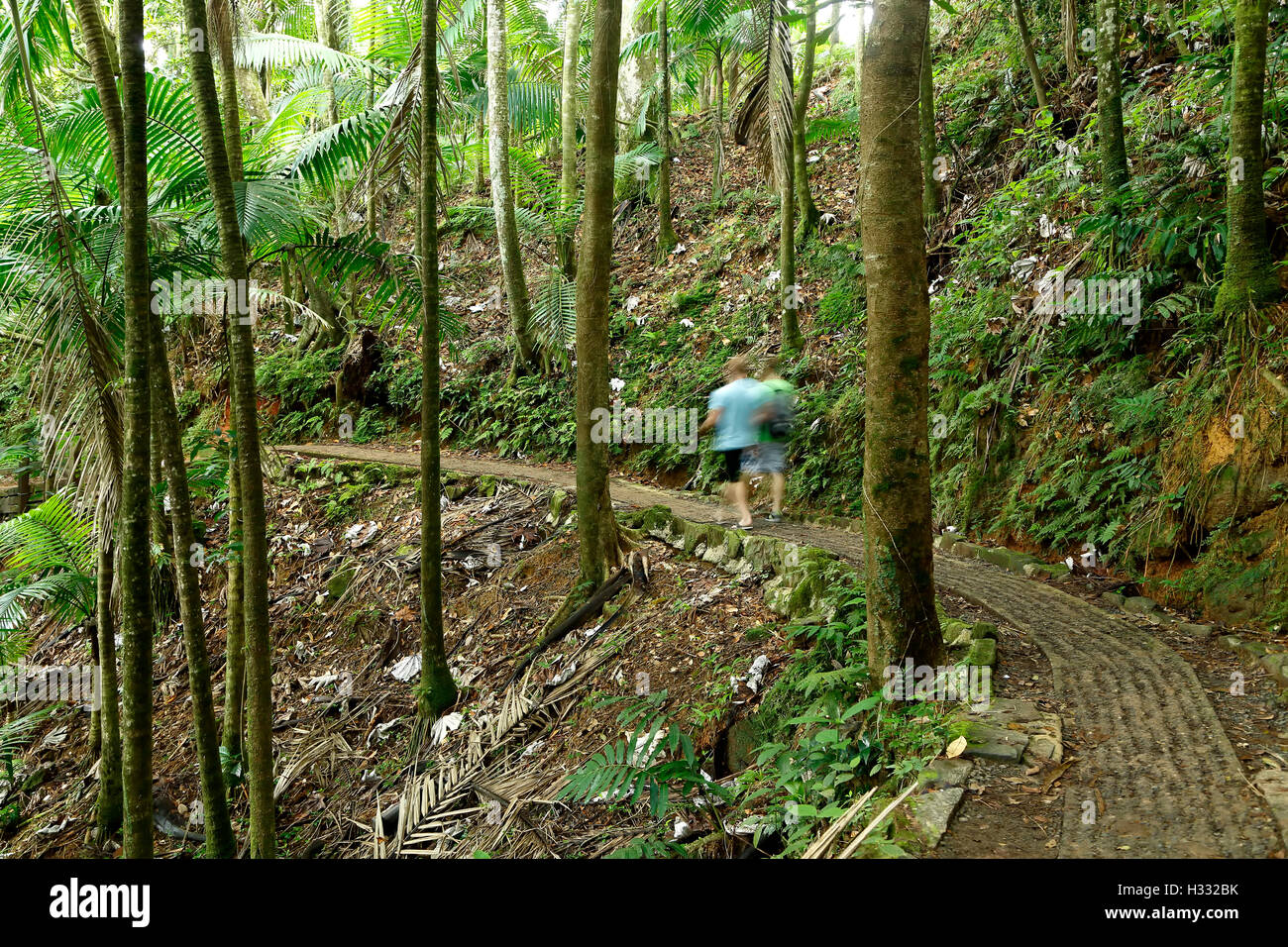 Wanderer auf Forstweg, Caribbean National Forest (El Yunque Regenwald), Puerto Rico Stockfoto