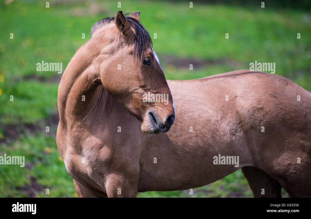 Pferd in der Landschaft, Araucania, Chile. Stockfoto