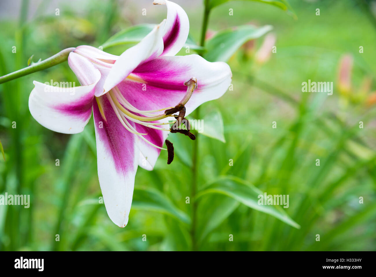 Lilie Qualität weiß und rosa Farbe Stockfoto