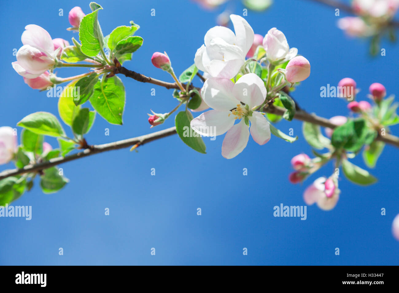 Blossom apple tree Stockfoto