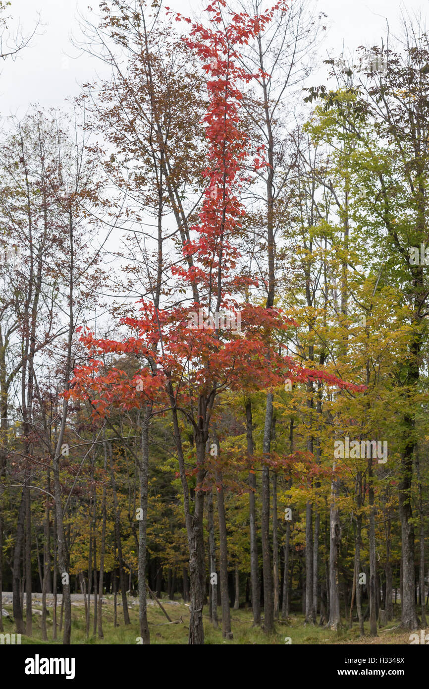 Herbst-Bäume mit bunten Blätter Stockfoto