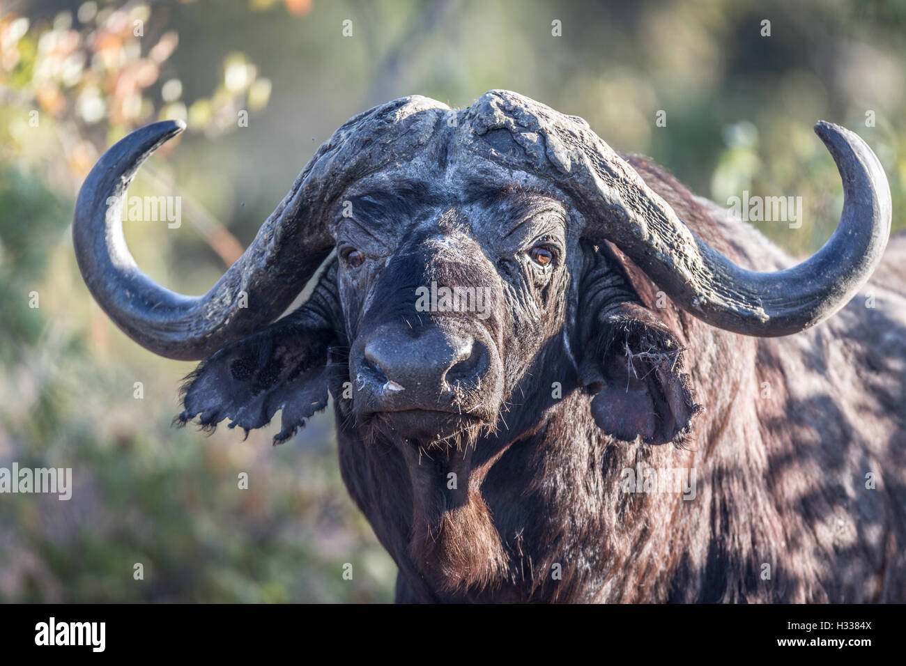 Kaffernbüffel (Syncerus Caffer), Manyeleti Game Reserve, Südafrika Stockfoto