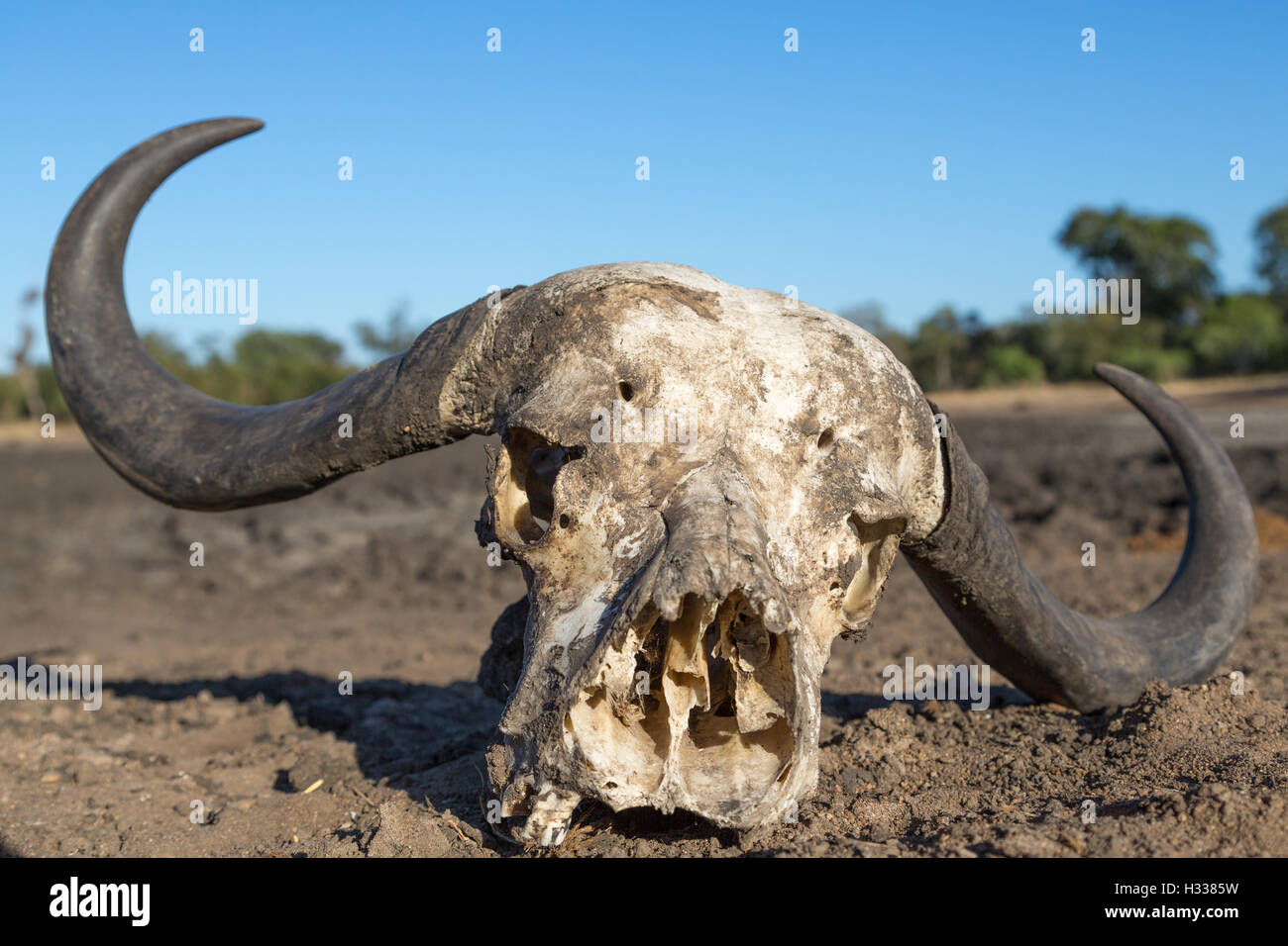 Afrikanischer Büffel (Syncerus Caffer) Schädelknochen, Manyeleti Game Reserve, Südafrika Stockfoto