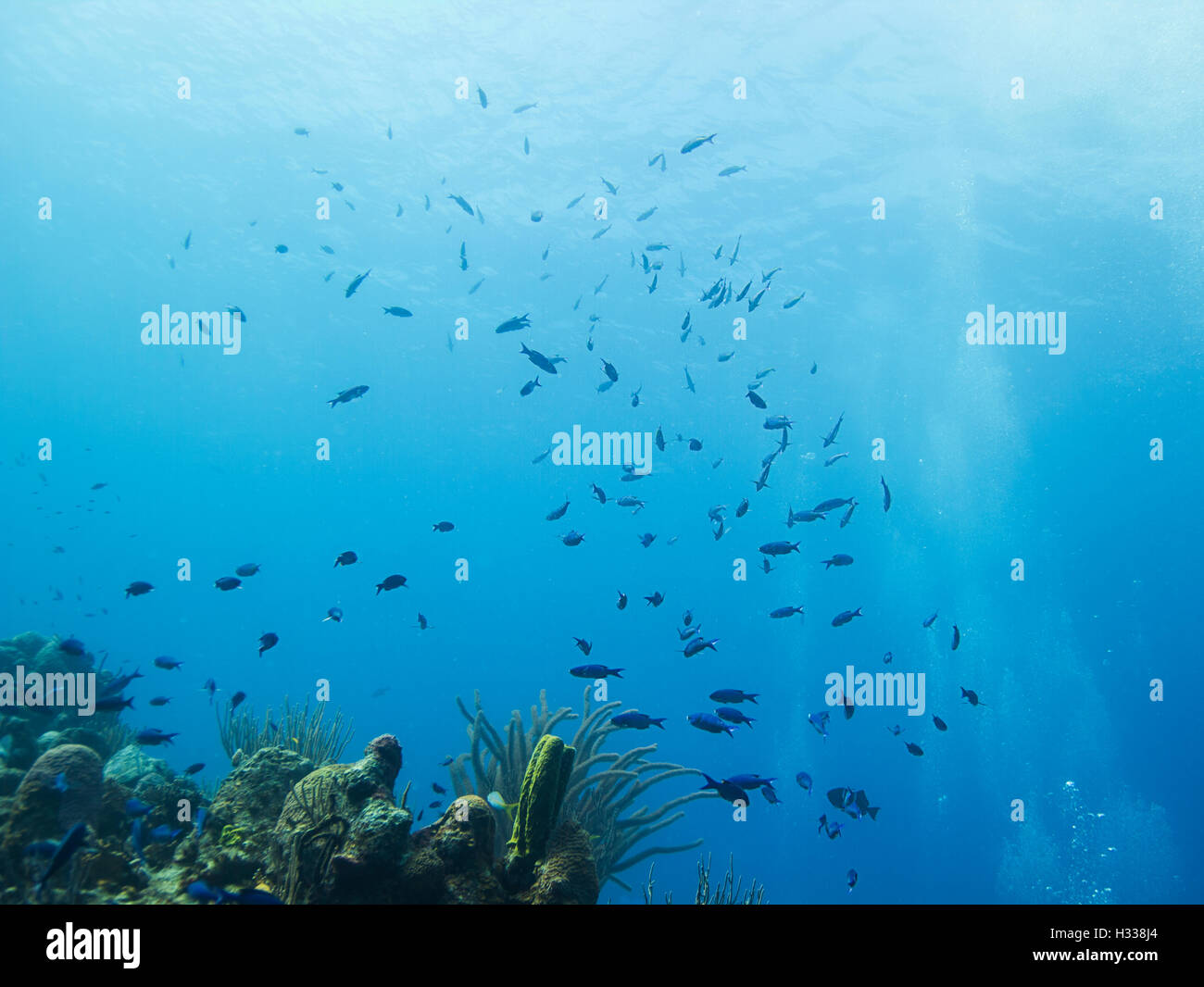 Schule der kreolischen Lippfisch Stockfoto