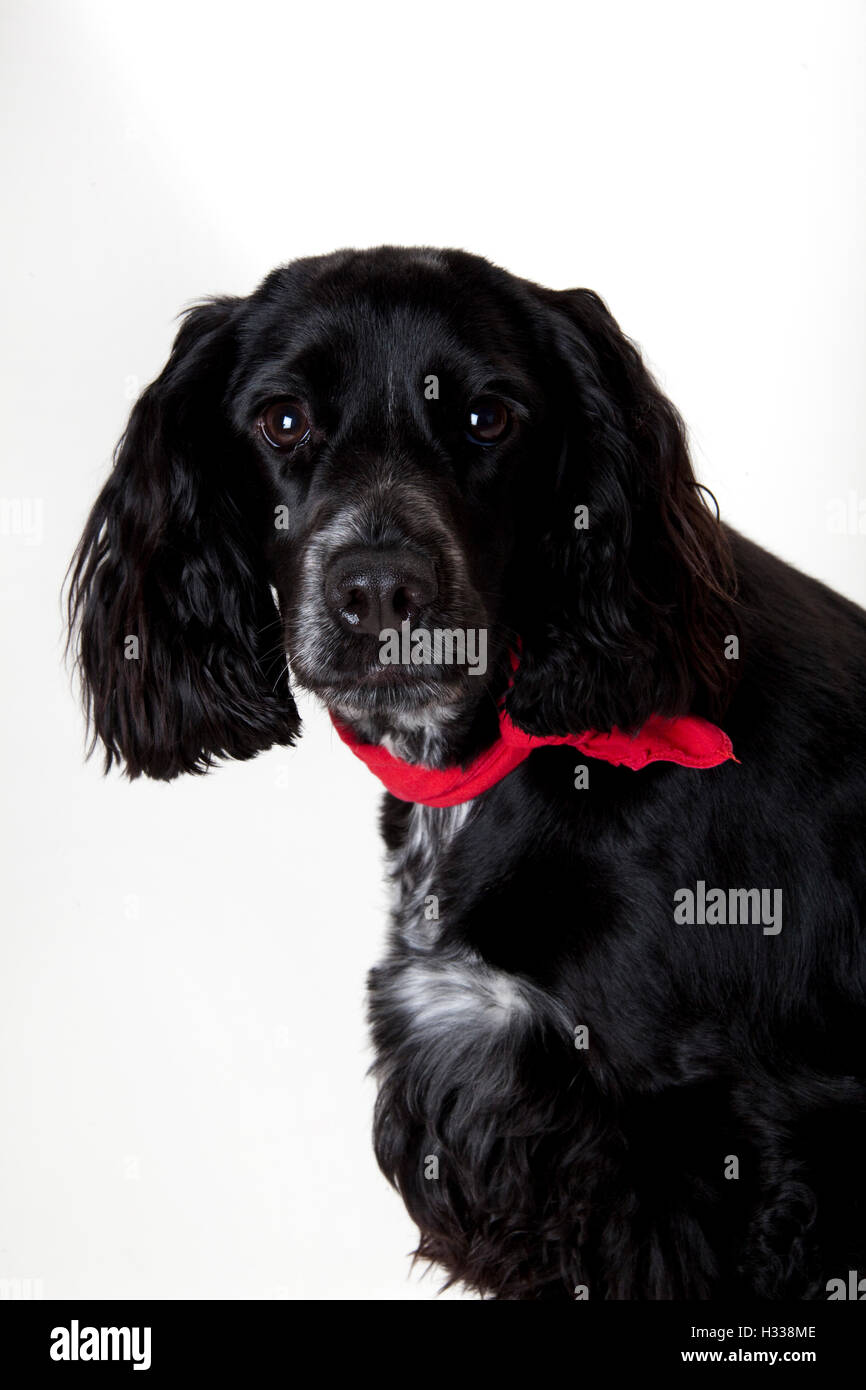 Schwarze Cocker-Spaniel Stockfoto