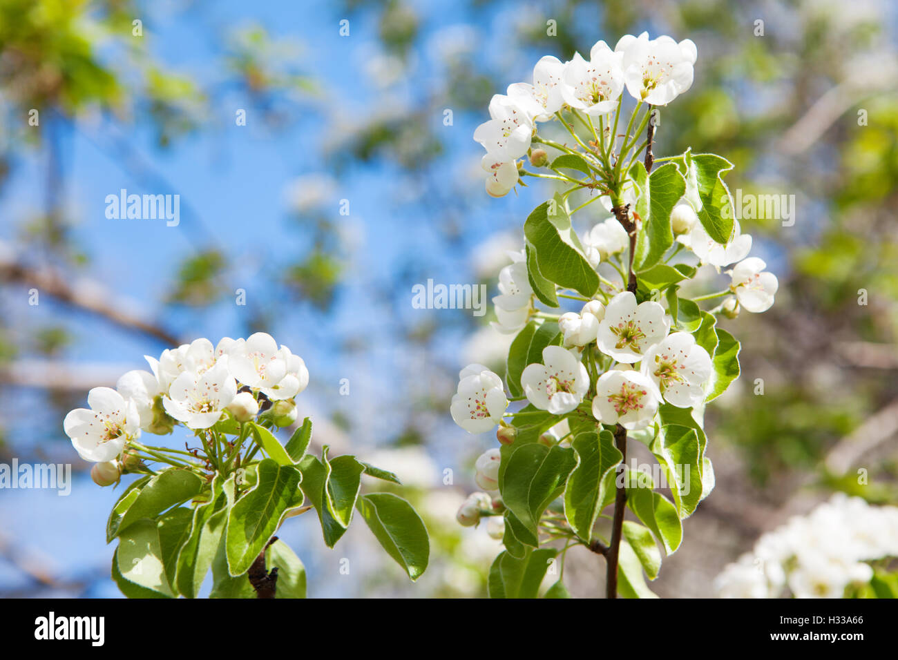 Blumen des Baums im Frühjahr Stockfoto