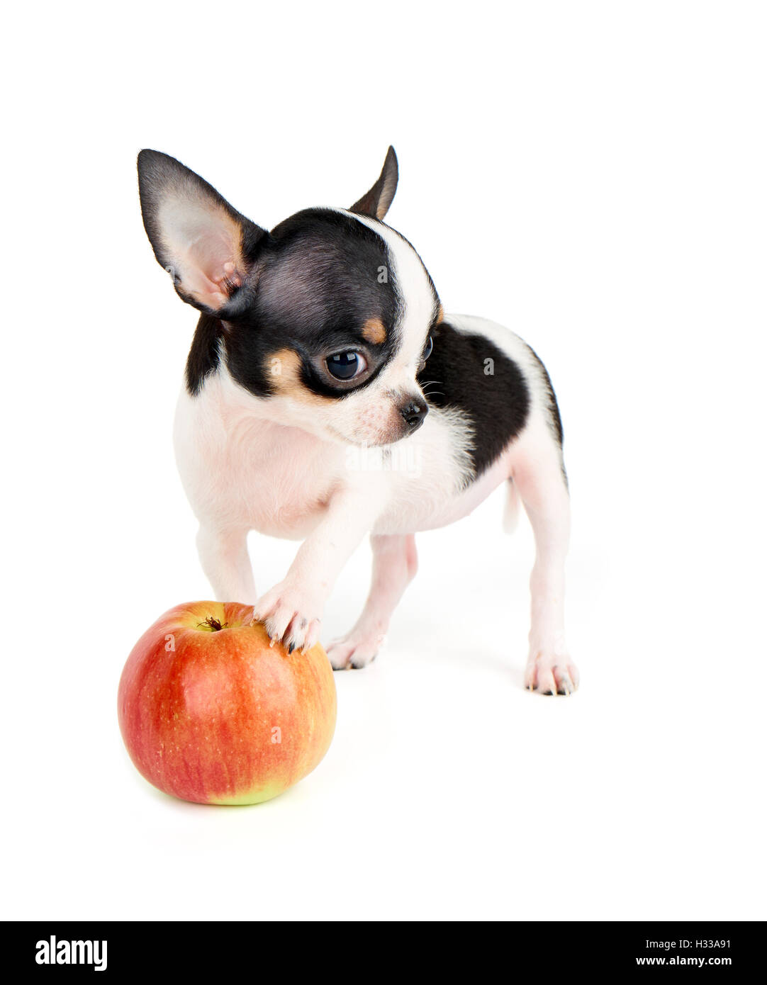 Ein kleiner Welpe Chihuahua mit eine Pfote auf Apple isoliert auf weiss Stockfoto