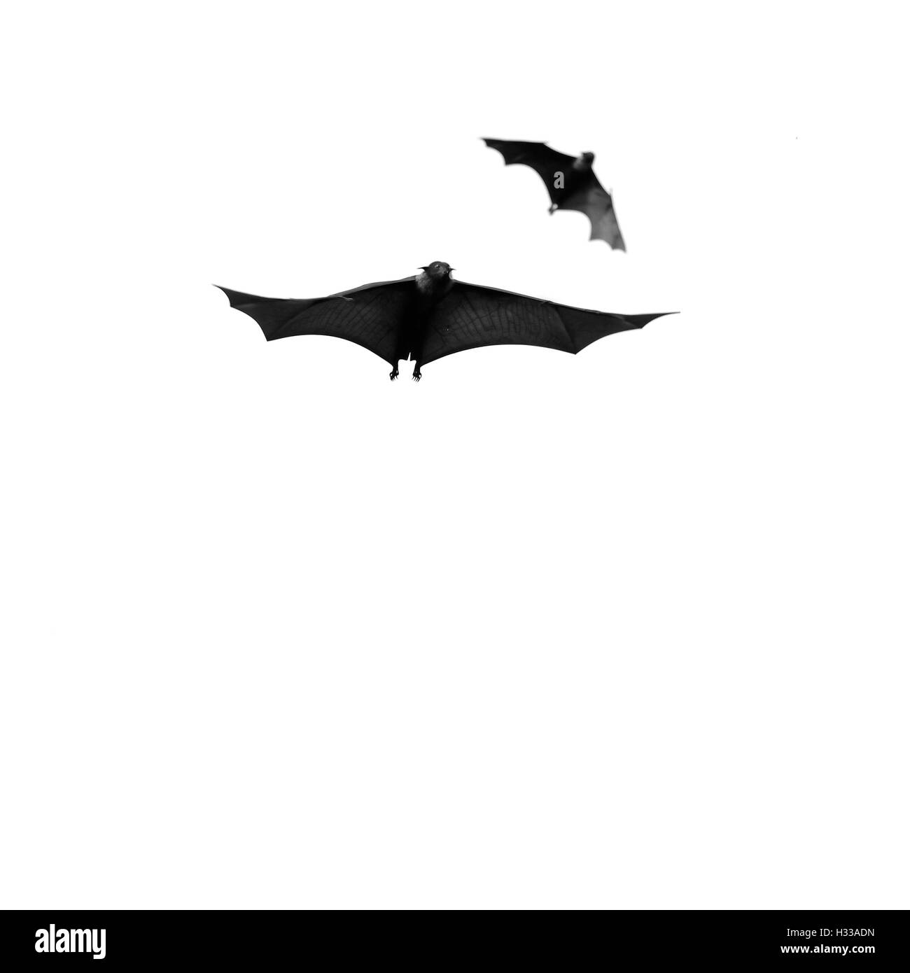 Flying Fox Stockfoto