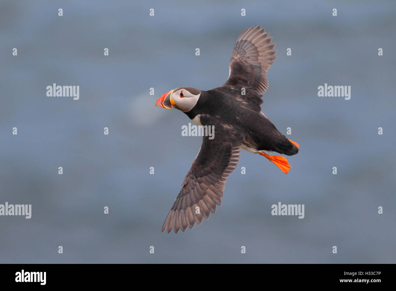 Adult Atlantik Papageitaucher Fratercula Arctica auf die Shiants, äußeren Hebriden, Schottland Stockfoto