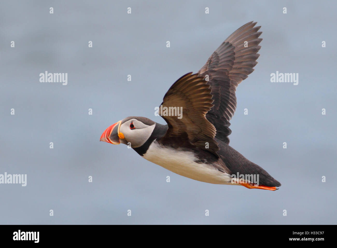 Adult Atlantik Papageitaucher Fratercula Arctica auf die Shiants, äußeren Hebriden, Schottland Stockfoto