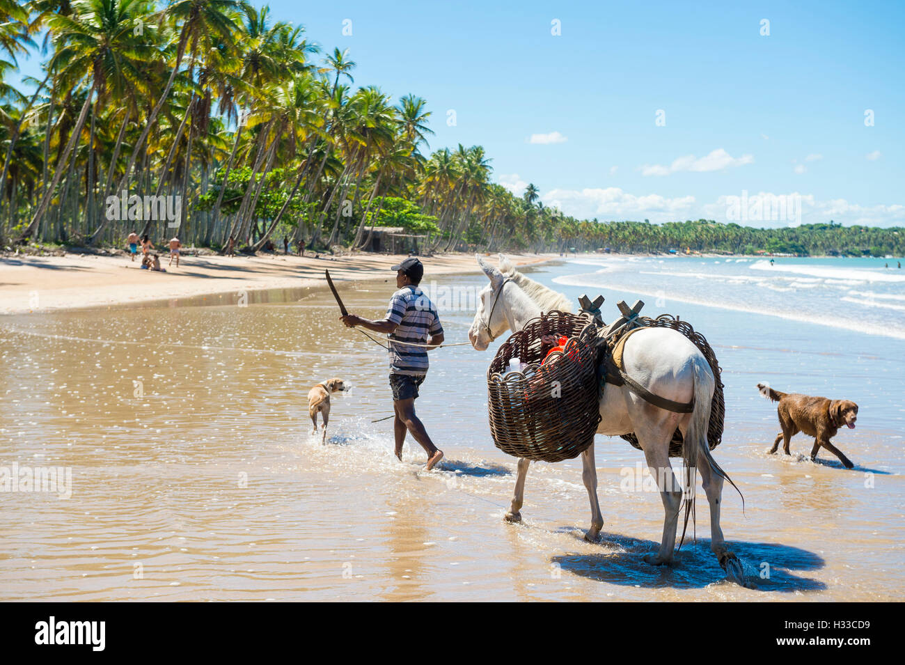 Brasilianischen Mann schwingt Machete Messer bei Hunden, als er führt Pferd tragen schwere Körbe Reisen entlang des Strandes in Bahia Brasilien Stockfoto