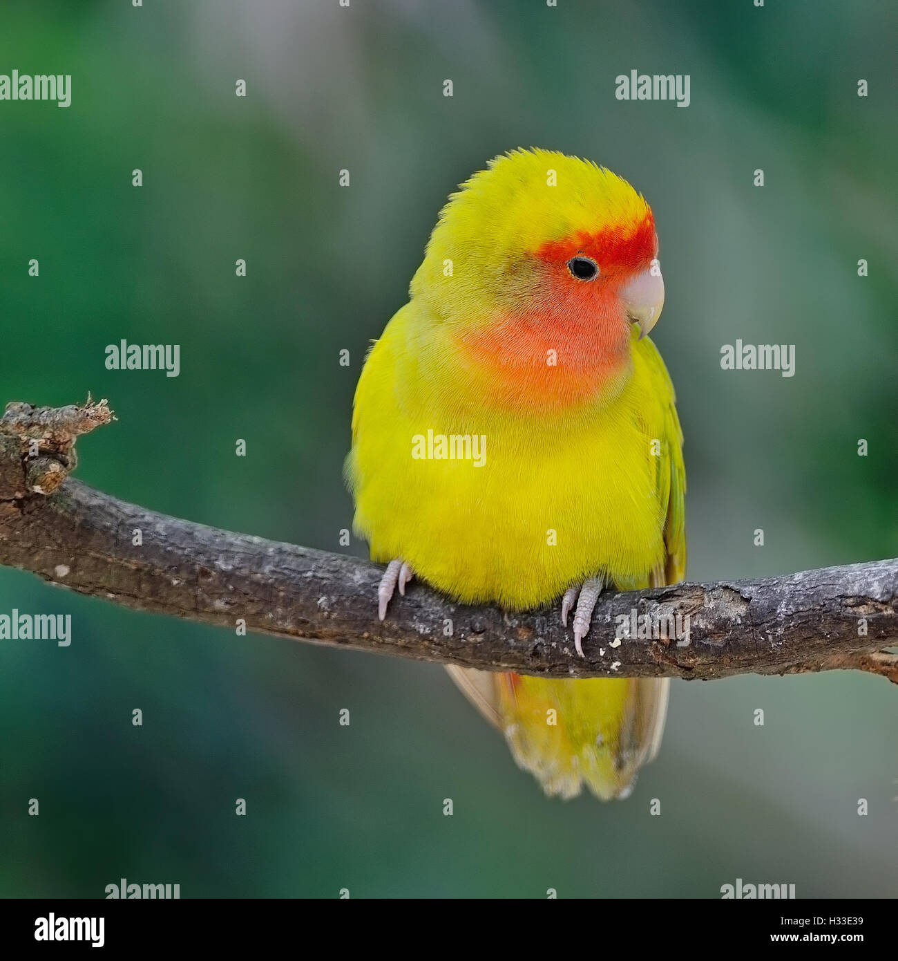 Lovebird Stockfoto