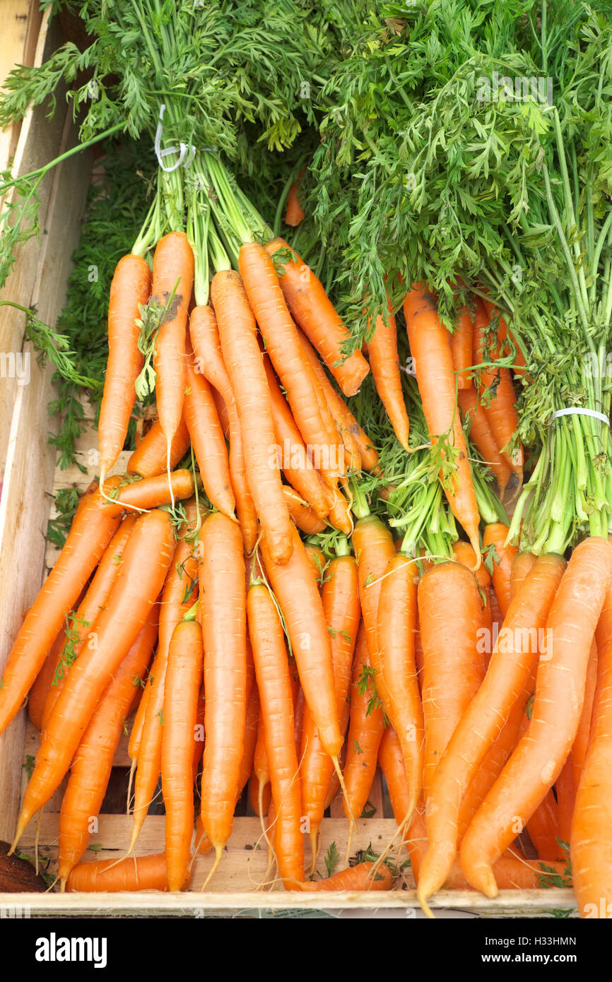 Frische Bio-Karotten mit Spitzen für den Verkauf an einen Obst-und Gemüsehändler UK Stockfoto