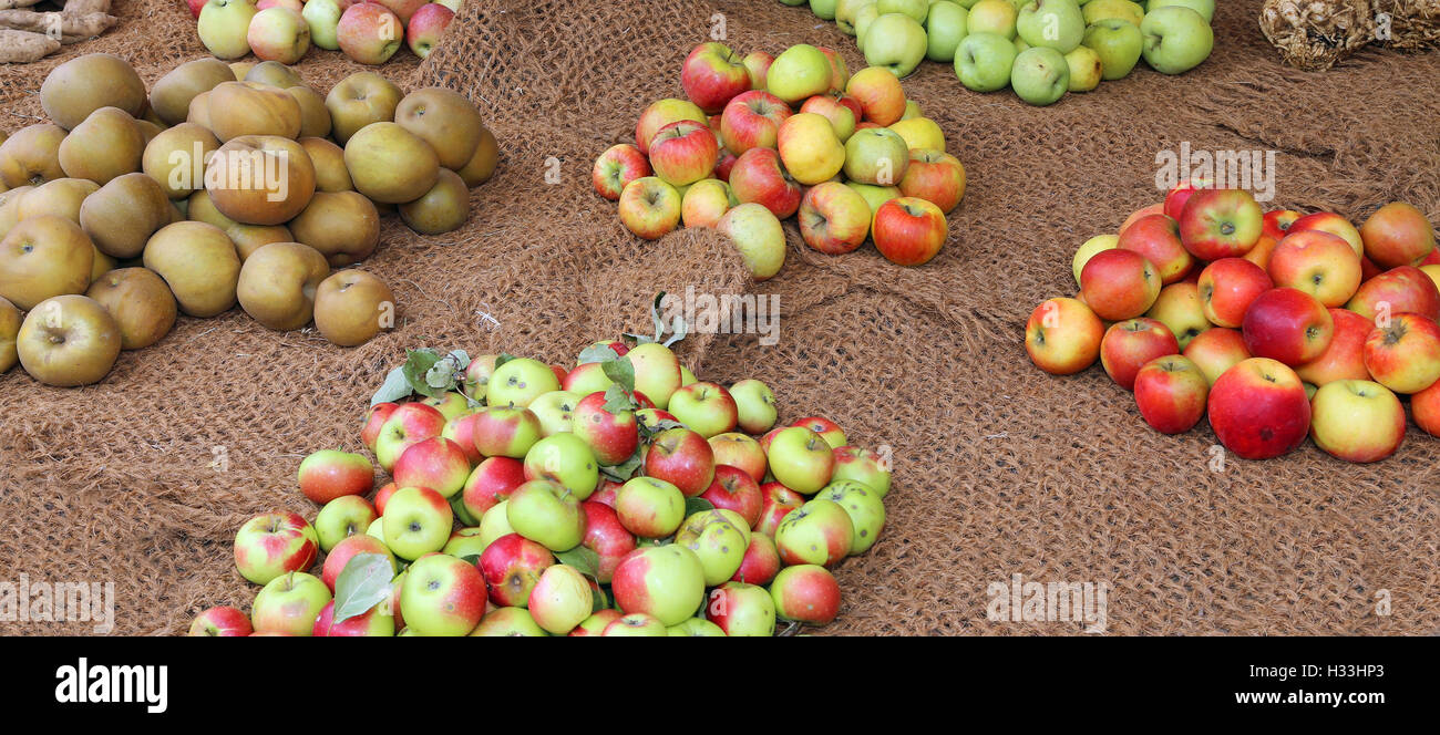 viele Äpfel von viele Arten zum Verkauf im Lebensmittelhandel mit Bio-Produkten Stockfoto