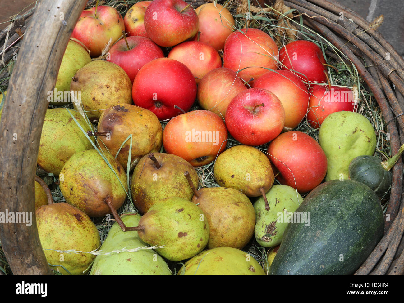 viele rote Äpfel und reife Birnen in den alten Korb im Herbst Stockfoto
