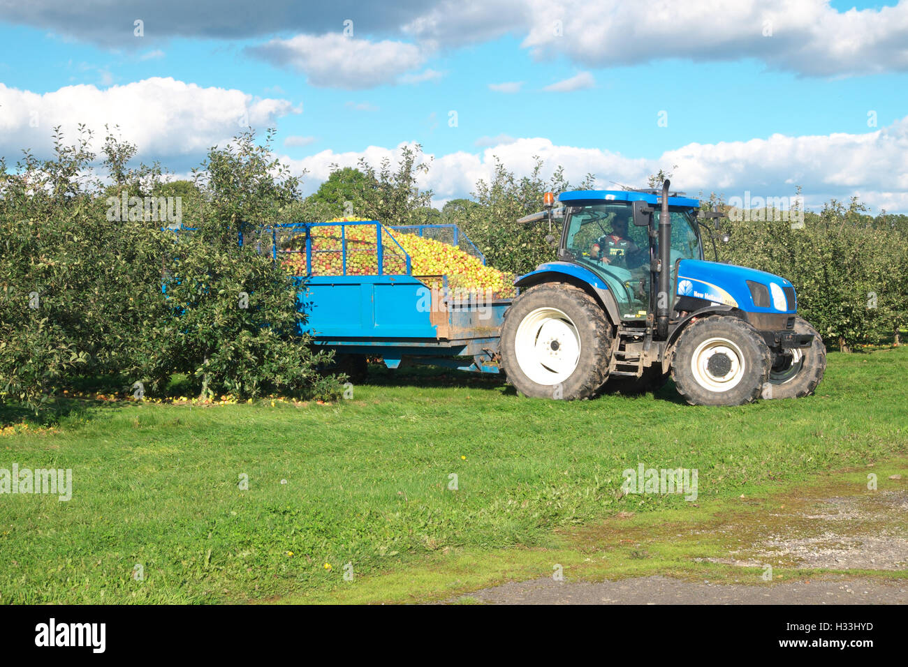 Shobdon Herefordshire Apple Orchard Ernte Äpfel für Bulmers Cider Oktober 2016 gesammelt werden. Stockfoto