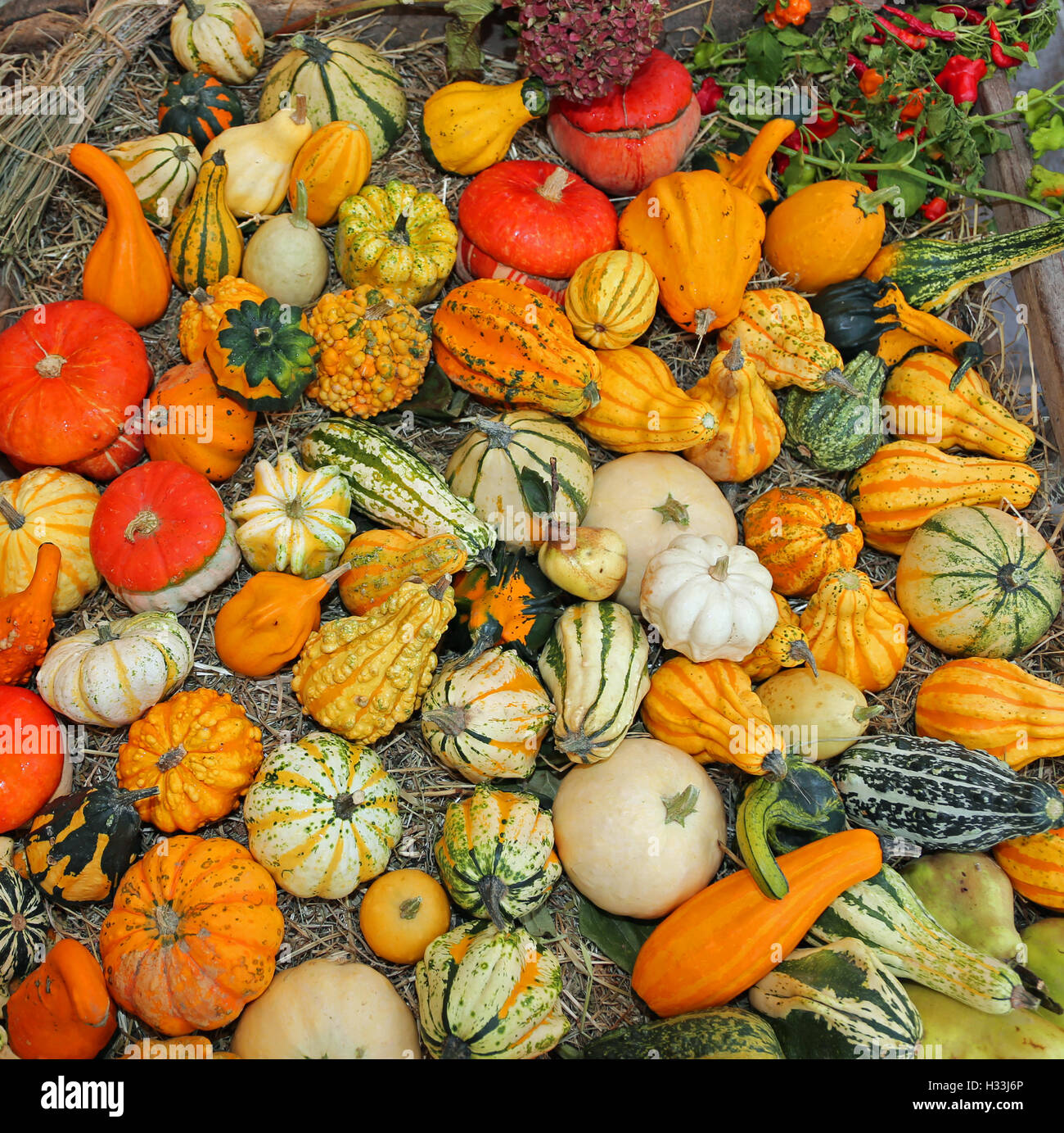 Hintergrund der dekorative Kürbisse für Halloween-Party zum Verkauf an den Gemüsehändler shop Stockfoto