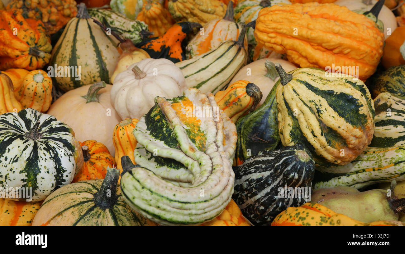 dekorative Kürbisse zum Verkauf an den Gemüsehändler shop Stockfoto