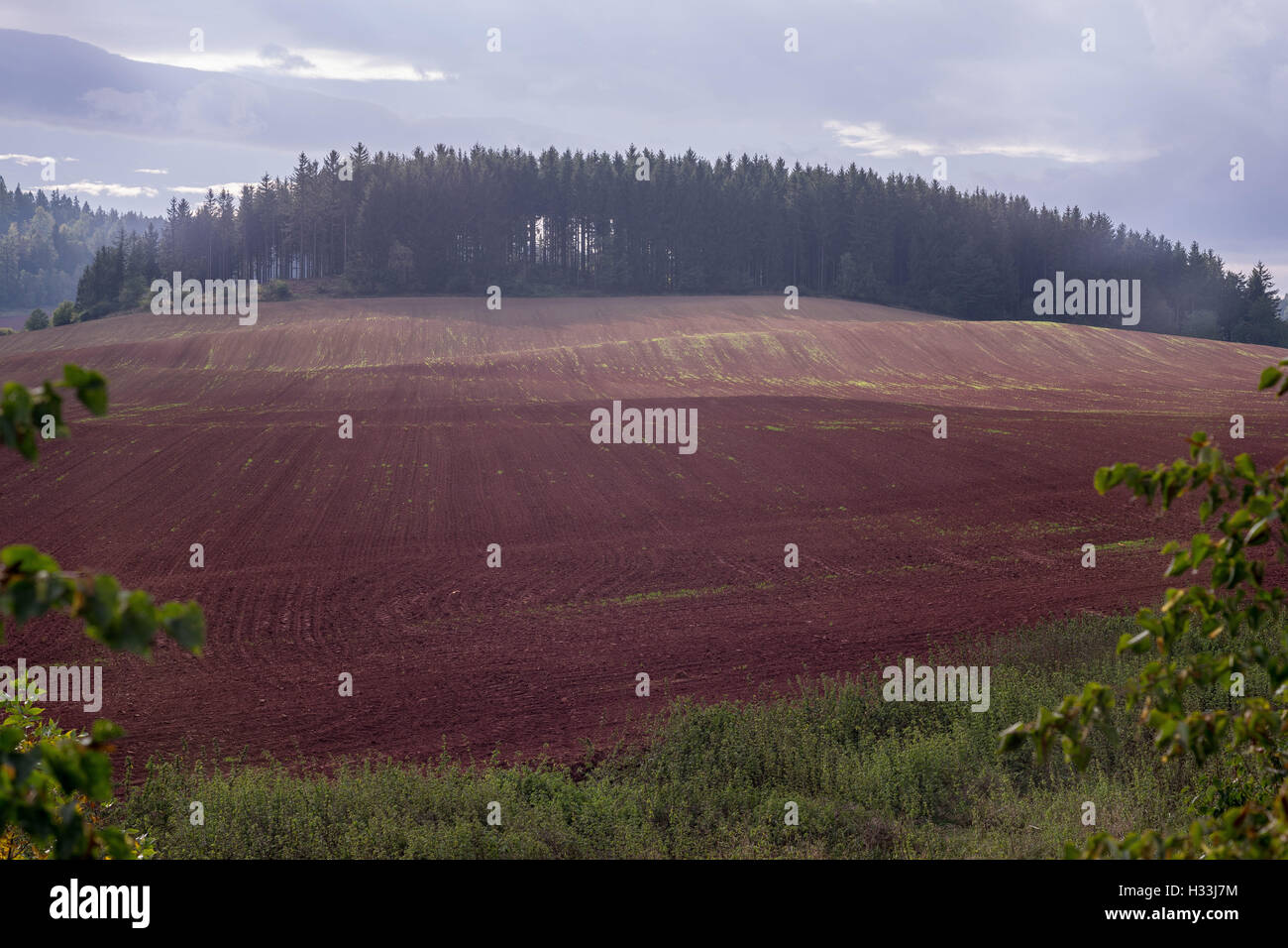 Oktober dunstigen Sonnenuntergang über rot-braune gewellte Hügel Stockfoto
