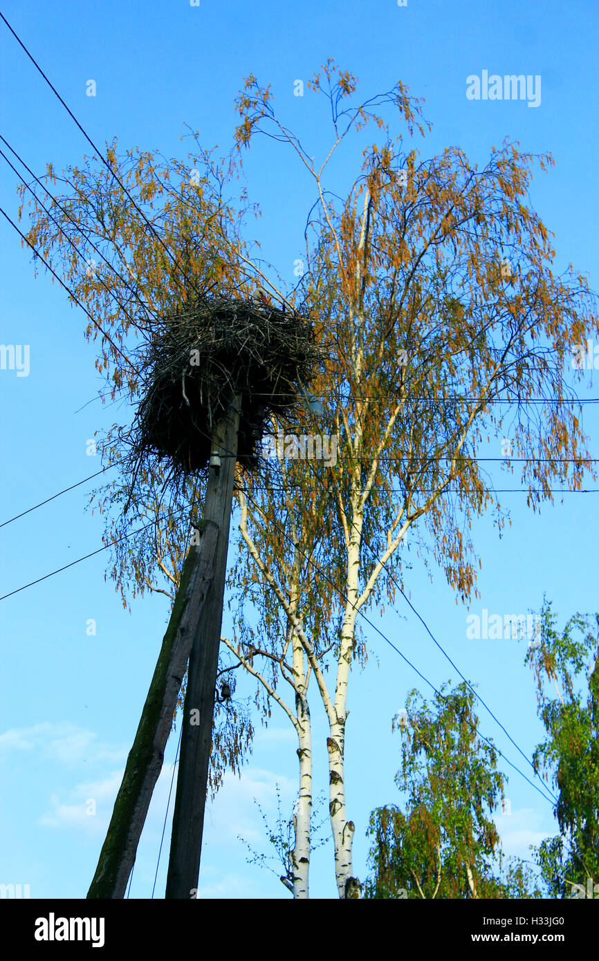 Nest der Störche im Dorf auf einem Hintergrund des blauen Himmels Stockfoto